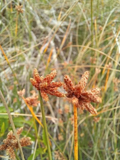 Ficinia repens, photographed by kevin koen
