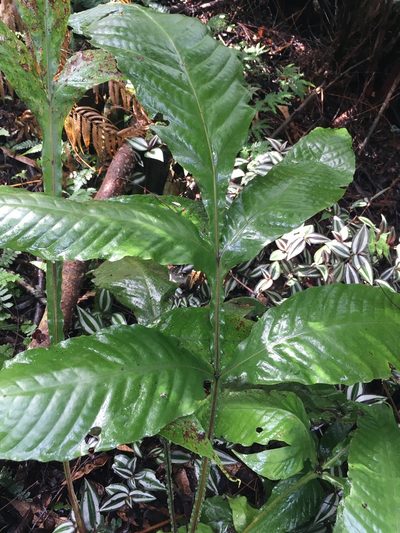 Tectaria fauriei, photographed by chen ying-hsiao