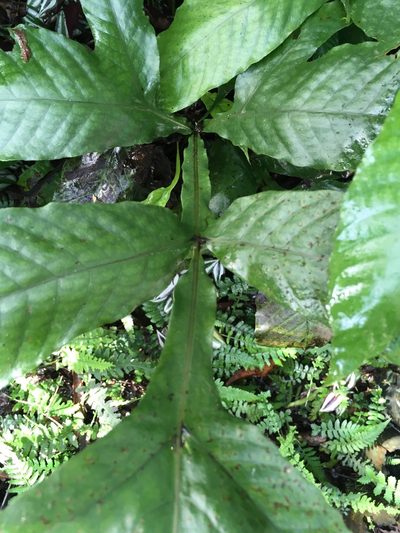Tectaria fauriei, photographed by chen ying-hsiao