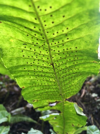 Bosmania membranacea, photographed by chen ying-hsiao