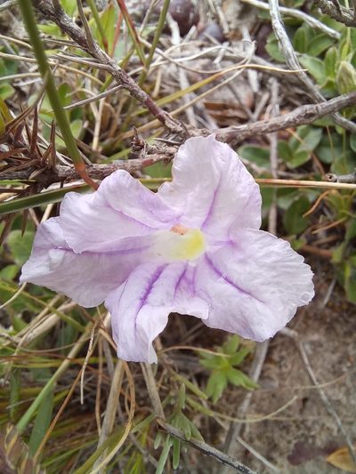 Ruellia pilosa, photographed by kevin koen