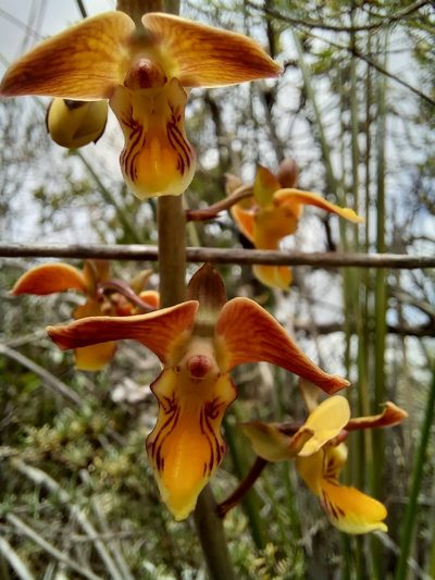 Eulophia tuberculata, photographed by kevin koen