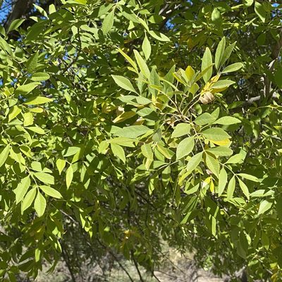 Fraxinus velutina, photographed by Sue Carnahan