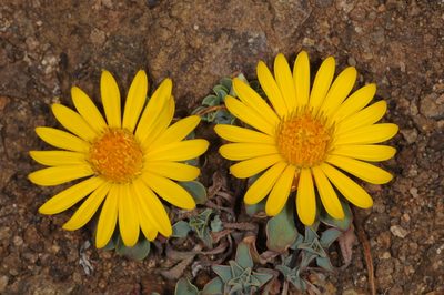 Chaetanthera glabrata, photographed by aacocucci