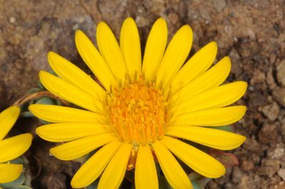 Chaetanthera glabrata, photographed by aacocucci