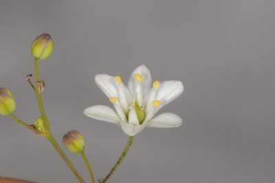 Oziroe biflora, photographed by aacocucci