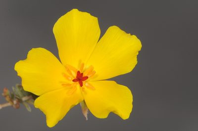Balbisia peduncularis, photographed by aacocucci