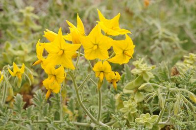Solanum chilense, photographed by aacocucci