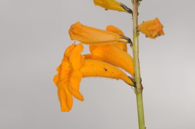 Argylia radiata, photographed by aacocucci