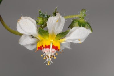 Loasa elongata, photographed by aacocucci