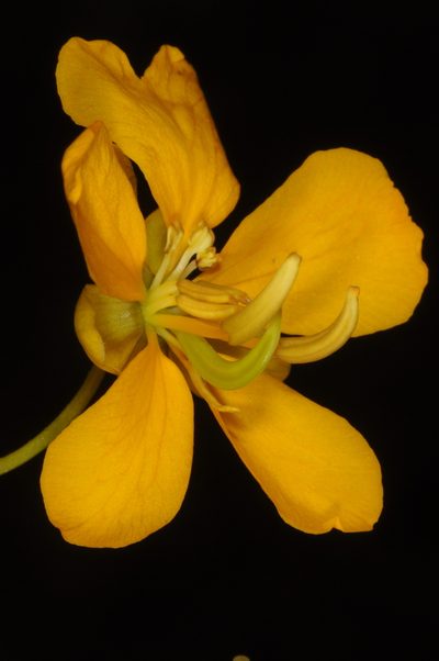 Senna cumingii, photographed by aacocucci
