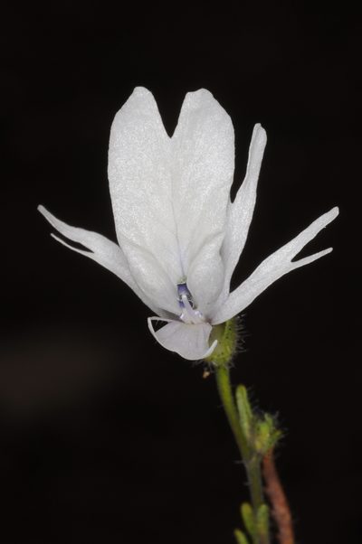 Schizanthus lacteus, photographed by aacocucci