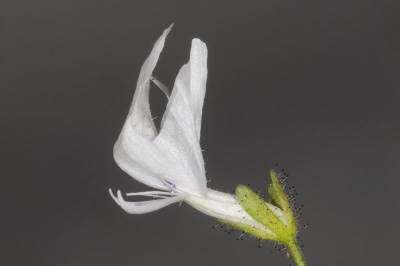 Schizanthus lacteus, photographed by aacocucci