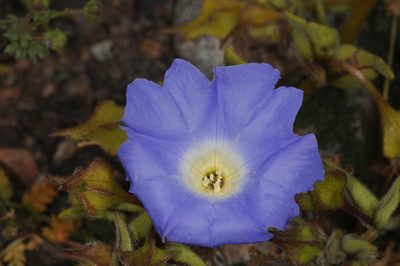 Nolana elegans, photographed by aacocucci