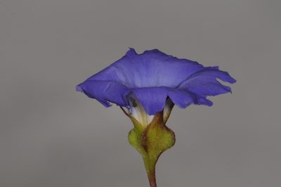 Nolana elegans, photographed by aacocucci