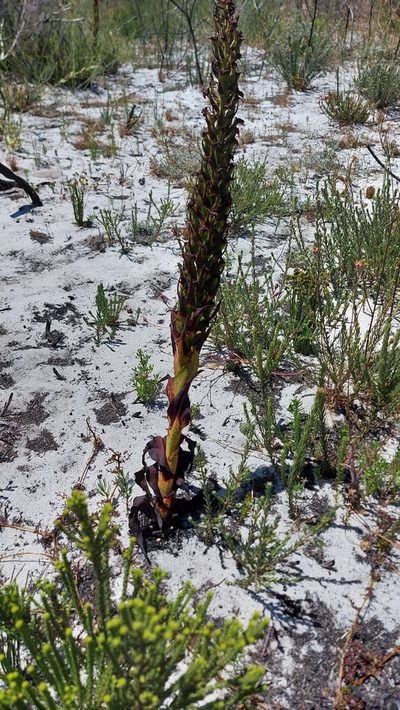 Disa aemula, photographed by Jacques van der Merwe