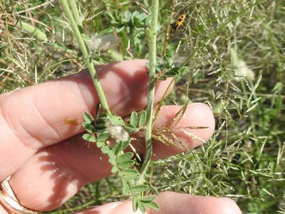 Dalea albiflora, photographed by Sam Kieschnick