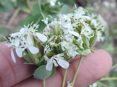 Guardiola platyphylla, photographed by Sam Kieschnick