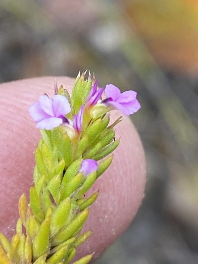 Muraltia schlechteri, photographed by Dave U