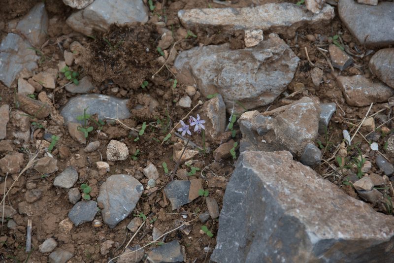 Prospero hierapytnense, photographed by Felicia Seichter