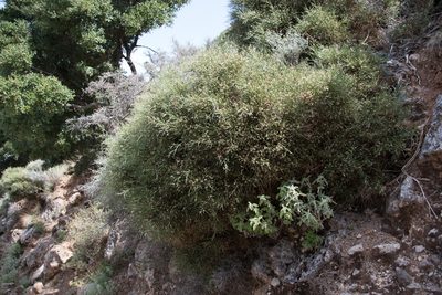 Genista acanthoclada, photographed by Felicia Seichter