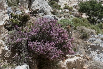 Erica manipuliflora, photographed by Felicia Seichter