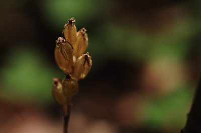 Liparis loeselii, photographed by Marc-Aurèle Vallée