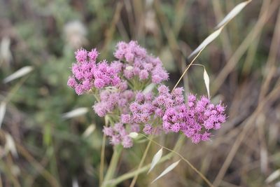 Gyptis tanacetifolia, photographed by Romi Galeota Lencina