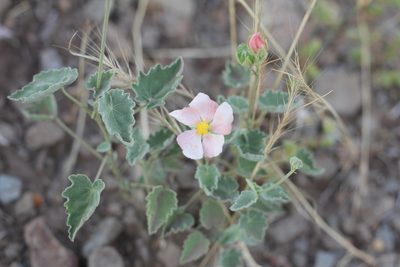Abutilon terminale, photographed by Romi Galeota Lencina