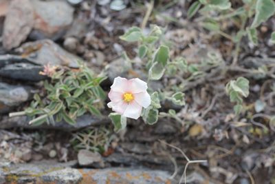 Abutilon terminale, photographed by Romi Galeota Lencina