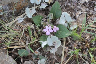 Stenandrium dulce, photographed by Romi Galeota Lencina