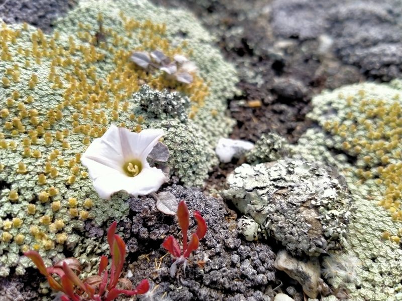 Convolvulus verecundus, photographed by John Barkla