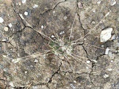 Poa maniototo, photographed by John Barkla