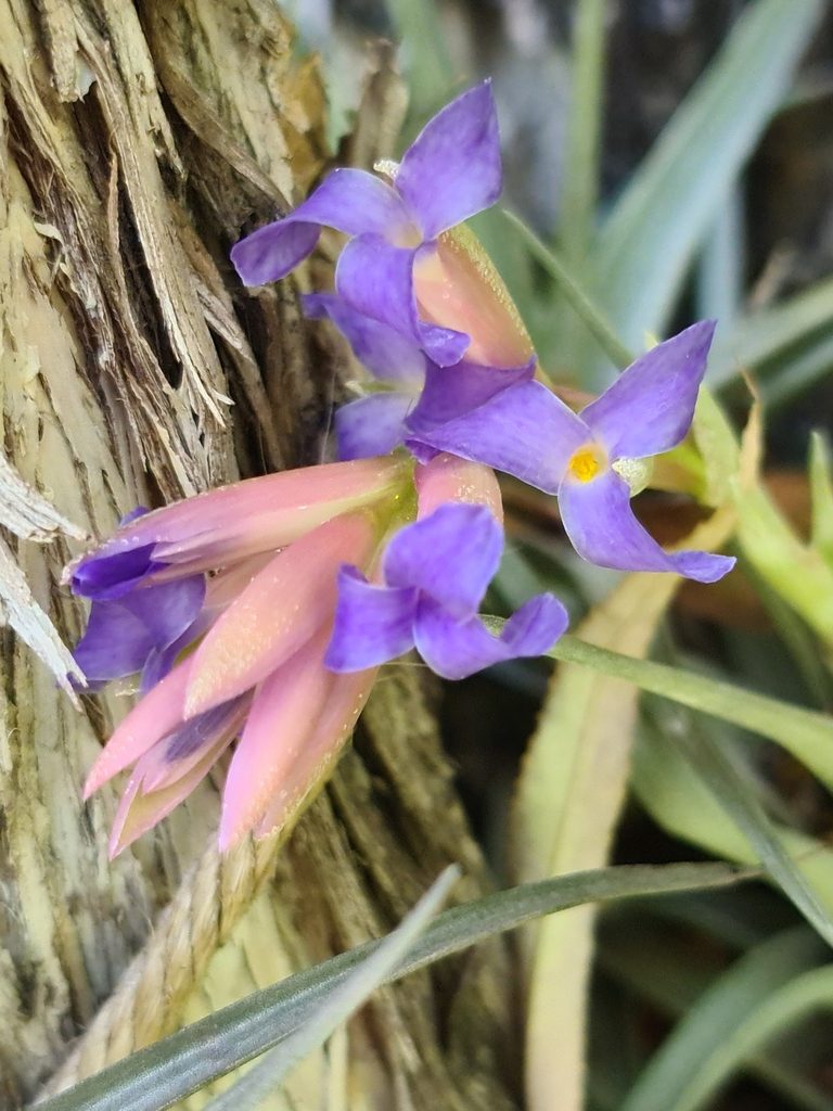 Tillandsia bergeri, photographed by Sol Quipildor