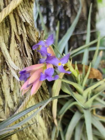 Tillandsia bergeri, photographed by Sol Quipildor