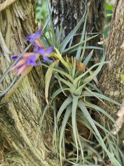 Tillandsia bergeri, photographed by Sol Quipildor