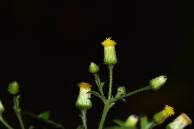 Blumea virens, photographed by S.MORE