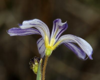 Sisyrinchium halophilum, photographed by Steve Matson