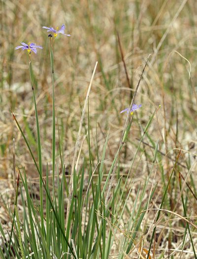 Sisyrinchium halophilum, photographed by Steve Matson