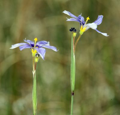 Sisyrinchium halophilum, photographed by Steve Matson