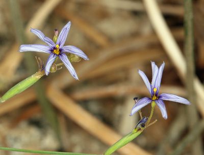 Sisyrinchium funereum, photographed by Steve Matson