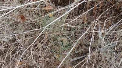 Senecio angustifolius, photographed by jimasmus