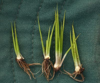Isoetes bolanderi, photographed by Steve Matson