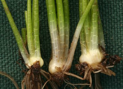 Isoetes bolanderi, photographed by Steve Matson