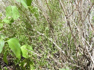 Galium wrightii, photographed by Sam Kieschnick