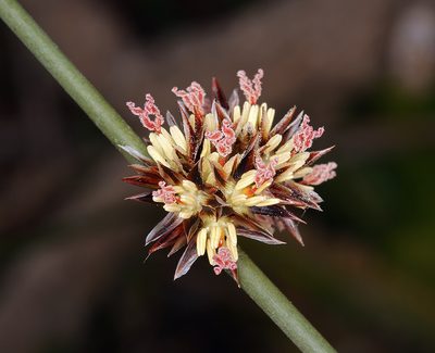 Juncus breweri, photographed by Steve Matson