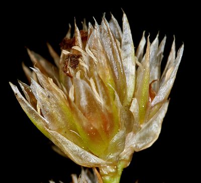 Juncus chlorocephalus, photographed by Steve Matson