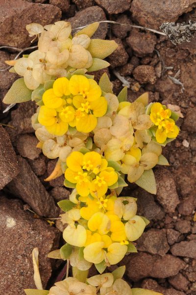 Cruckshanksia pumila, photographed by aacocucci