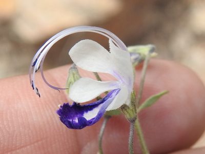 Trichostema arizonicum, photographed by Sam Kieschnick