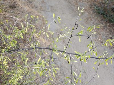Phaulothamnus spinescens, photographed by Tom Field